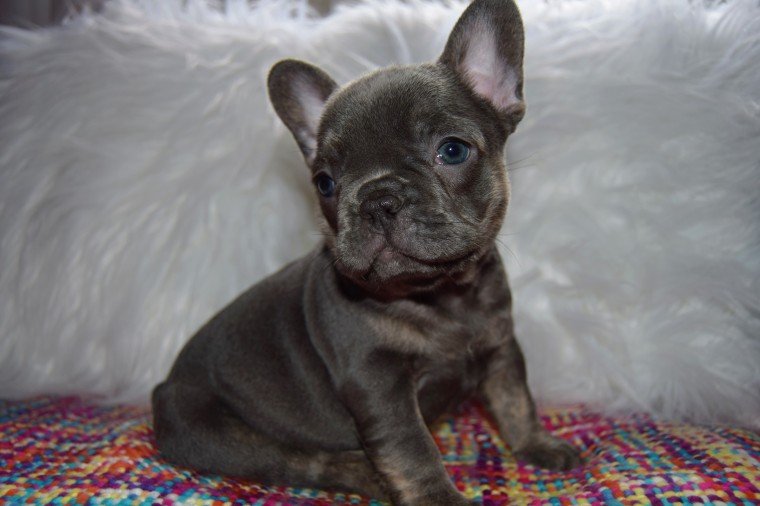 Affordable French Bulldog puppies