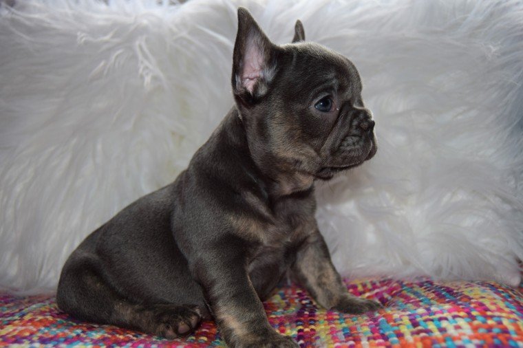 French Bulldog puppies for adoption