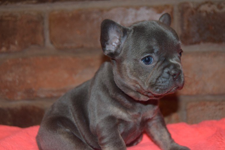 Purebred French Bulldog puppies