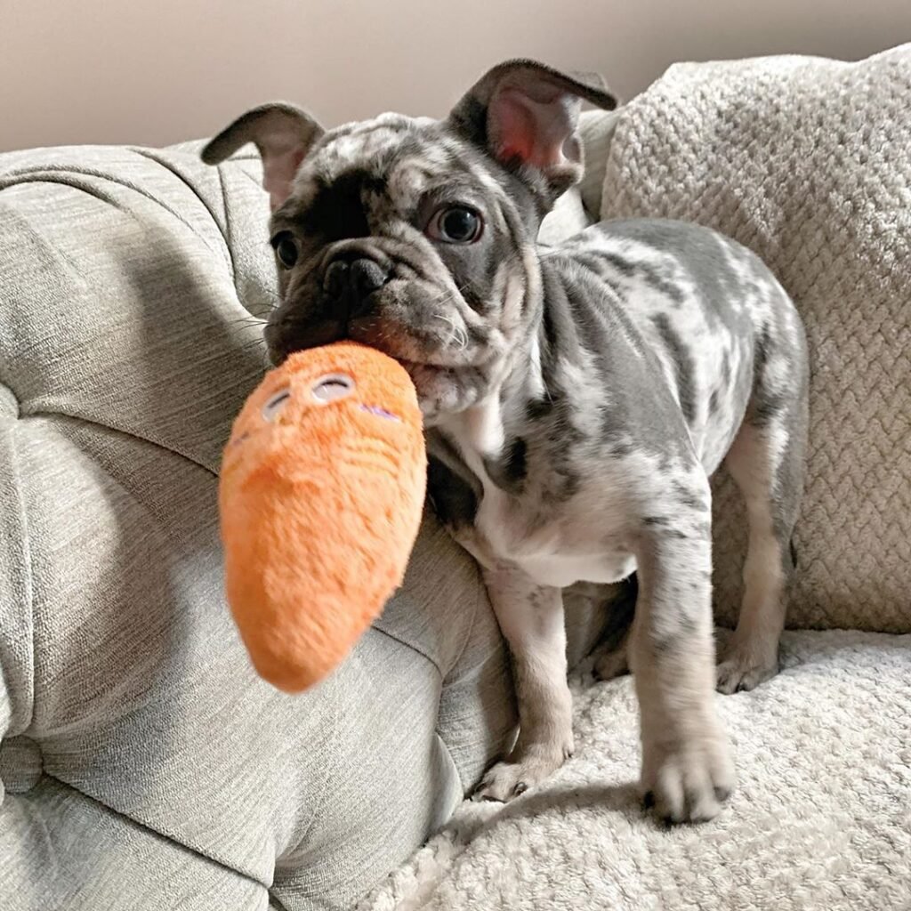 Champion bloodline French Bulldogs