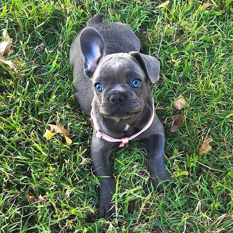 French Bulldog puppies available now