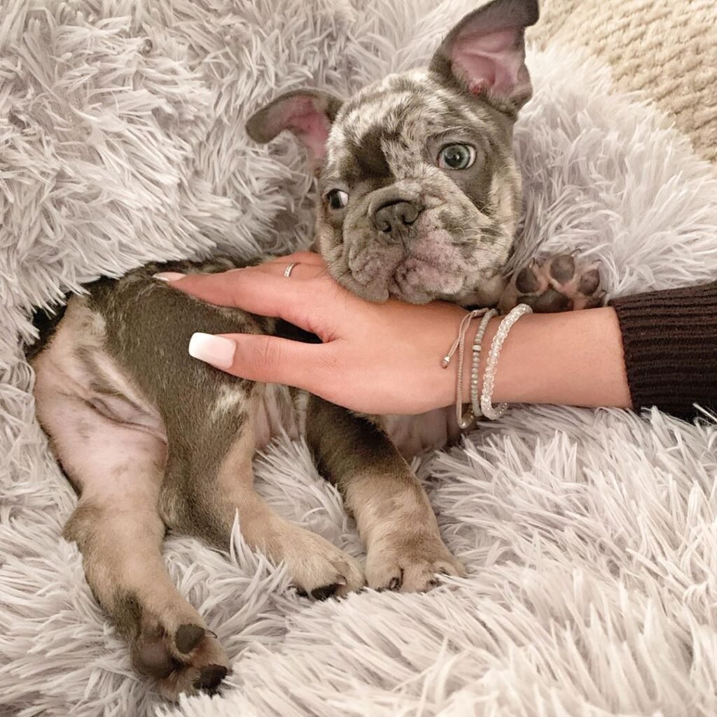 French Bulldog puppies for families