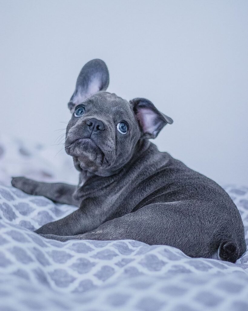 French Bulldog rescue puppies