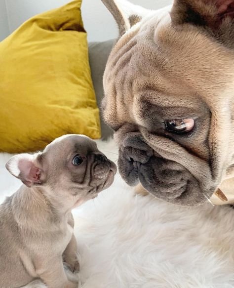 buy frenchies bulldogs online