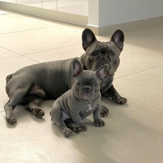 buy your french bulldog companion online