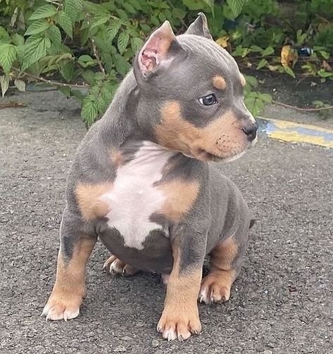 purchase bloodline frenchies online