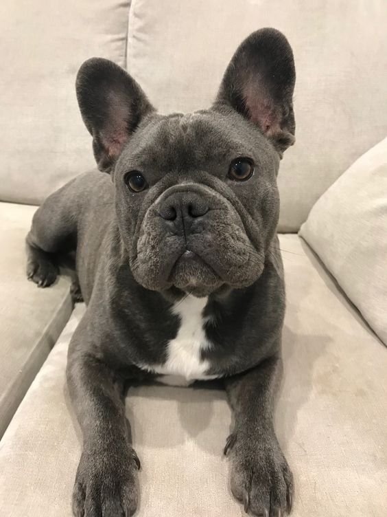 purchase frenchies online