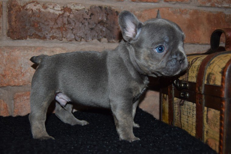 Exquisite French Bulldog puppies