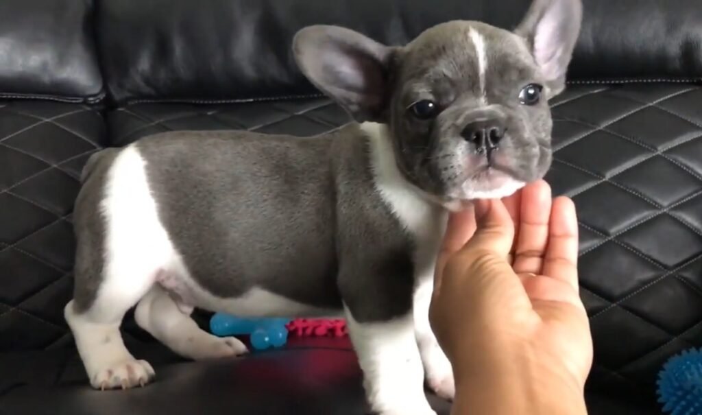 French Bulldog puppies available now