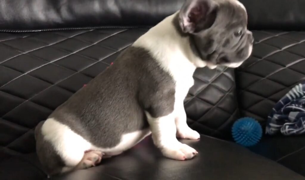 French Bulldog puppies for show