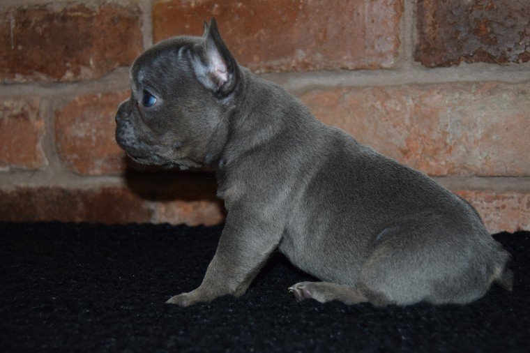 French Bulldog puppies with expert care