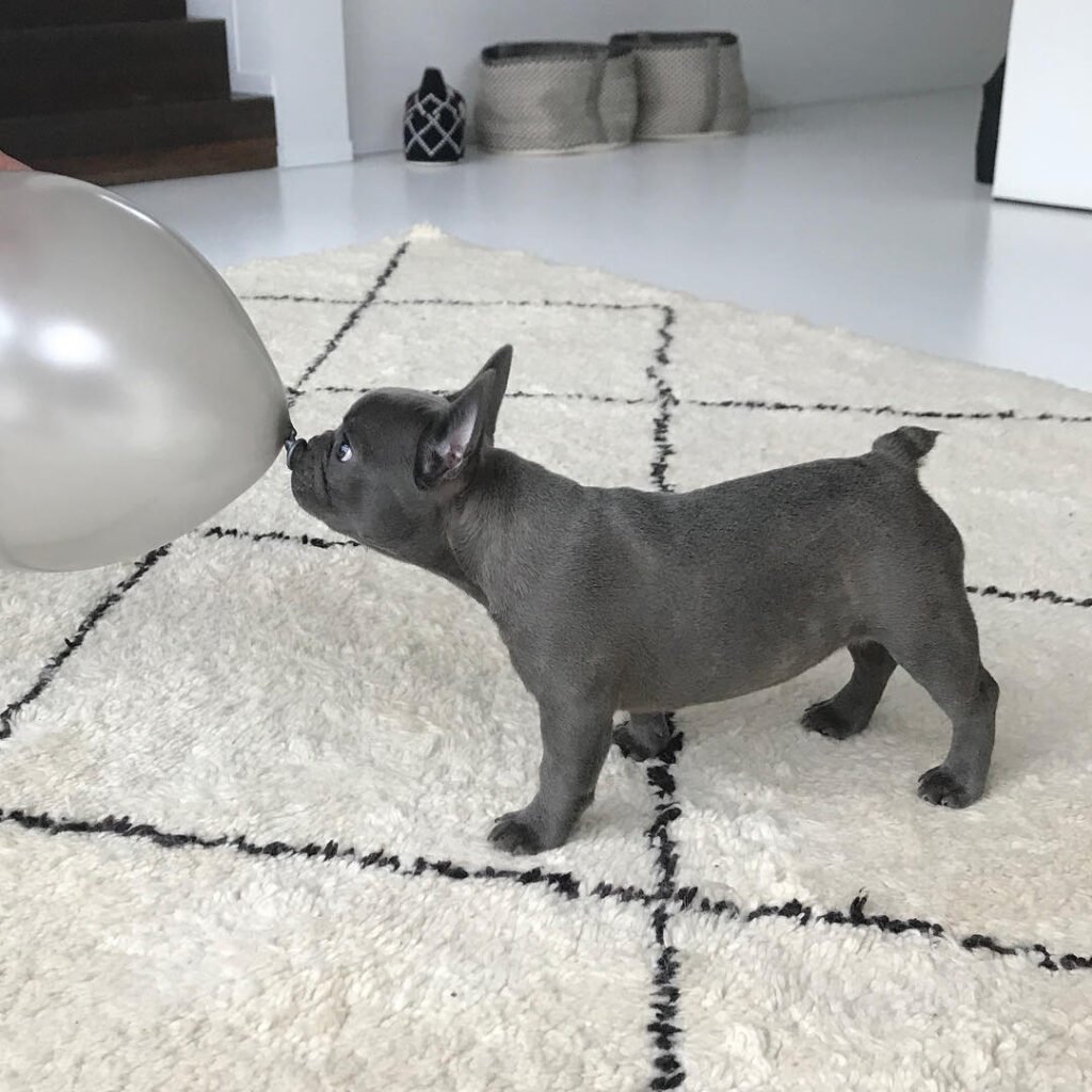 French Bulldog puppies with floppy ears