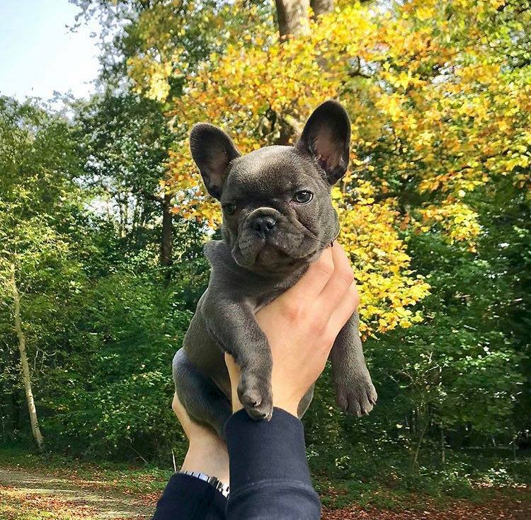 French Bulldog puppies with great personalities