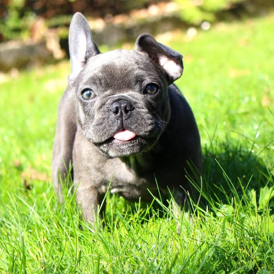 French Bulldog puppies with health guarantee