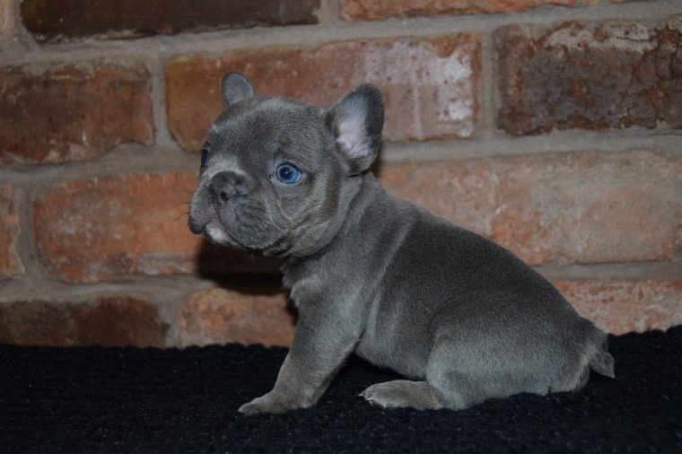 French Bulldog puppies with high-quality genetics