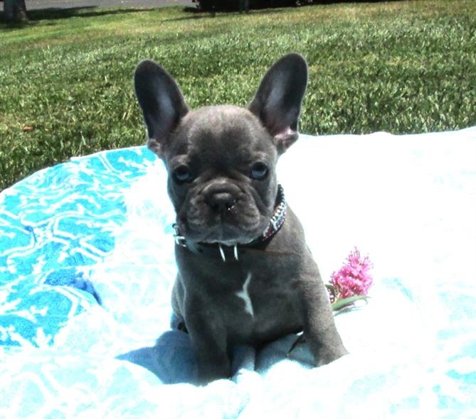 French Bulldog puppies with playful nature