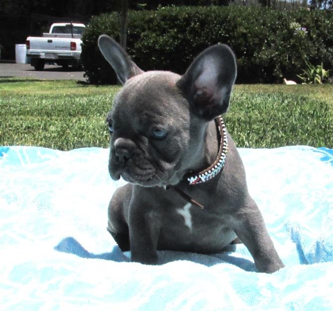 French Bulldog puppies with short hair