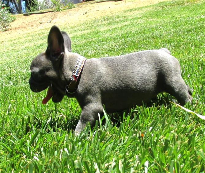 French Bulldog puppies with sweet disposition