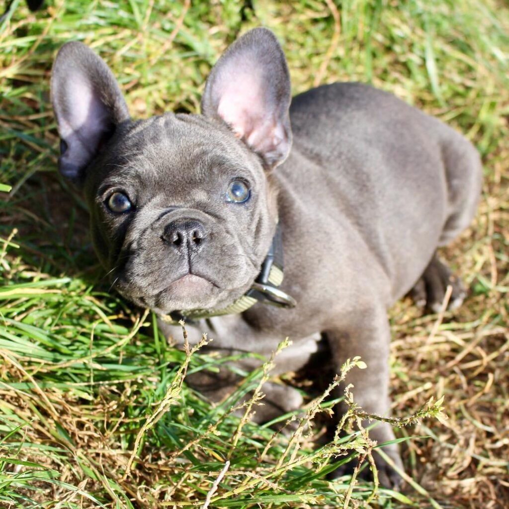 French Bulldog puppies with unique markings