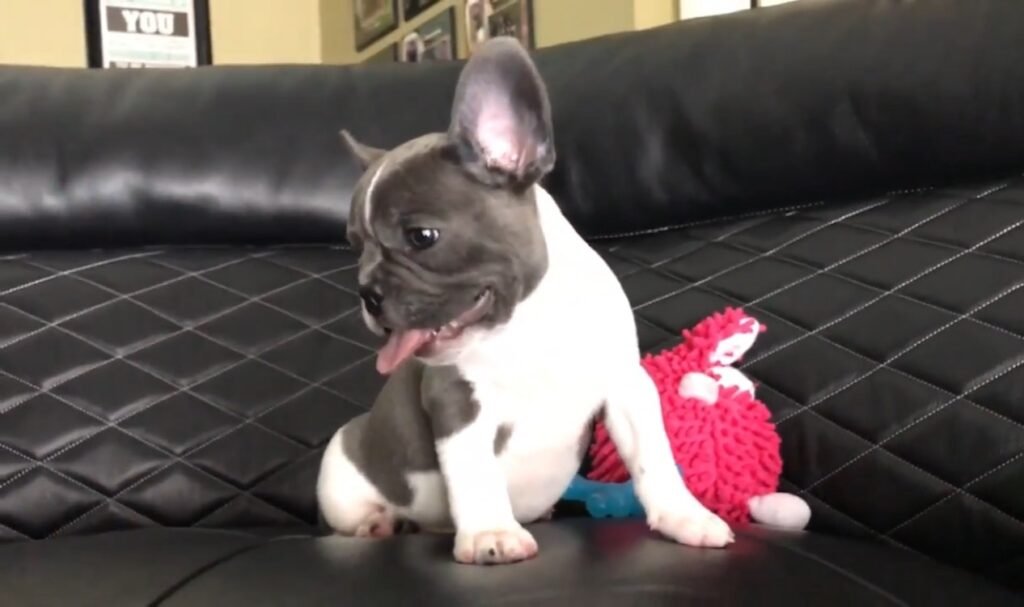 French Bulldog puppies with unique markings