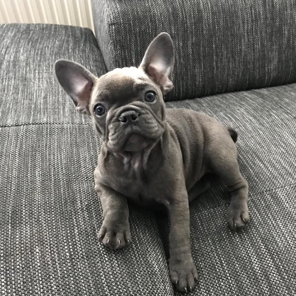 Rare French Bulldog puppies